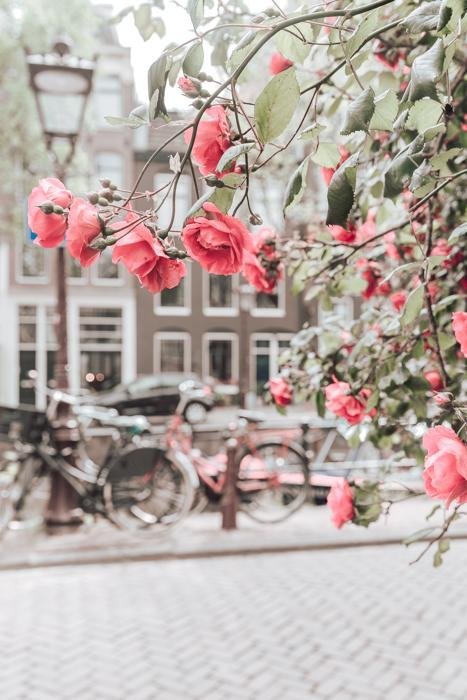Netherlands Print - Amsterdam Art Print - Pink Flowers