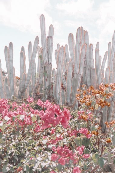 Dorm Prints - Dorm Room Poster Print - Cacti