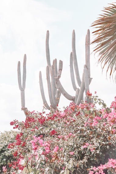 Dorm Prints - Dorm Room Poster Print - Cacti Flowers