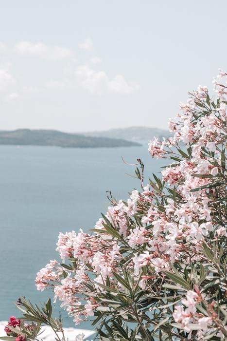 Greece Print - Santorini Art Print - Flowers #2