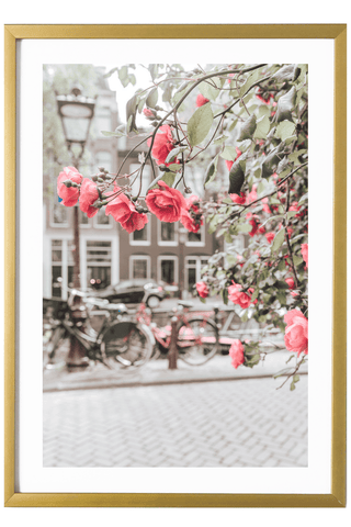 Netherlands Print - Amsterdam Art Print - Pink Flowers